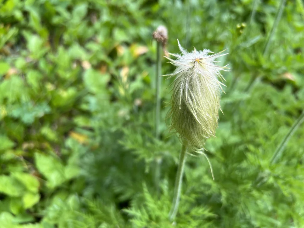 Dr. Suess Flower in Montana ISR.jpeg