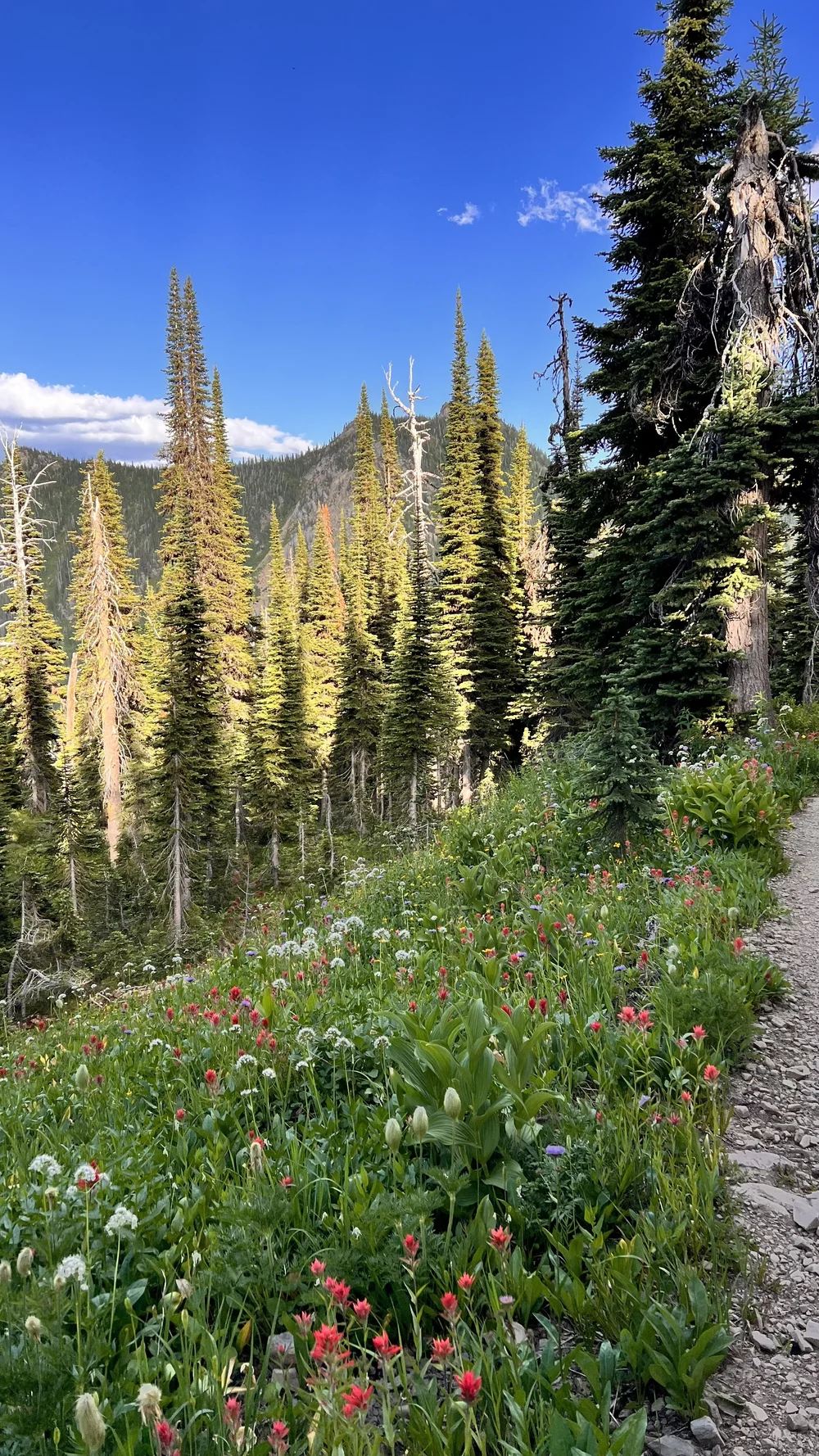 Big Montana Alpine Forest.jpeg