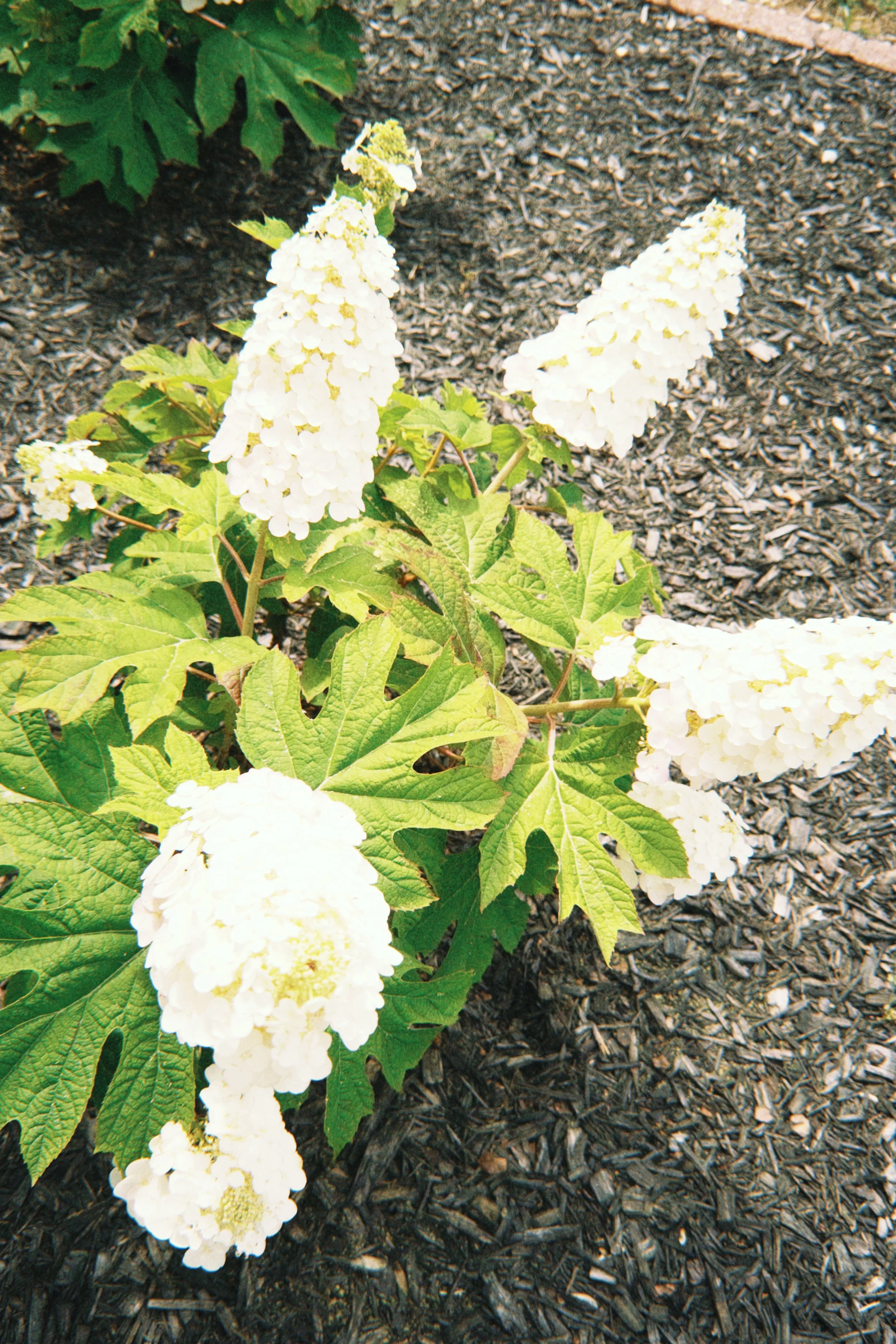 Ruby Slipper Oakleaf Hydrangeas