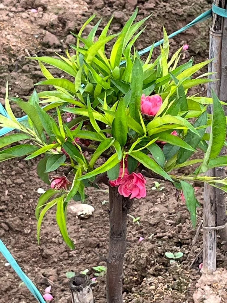 WhatsApp Image 2026-02-28 at 7.17.17 AM.jpeg