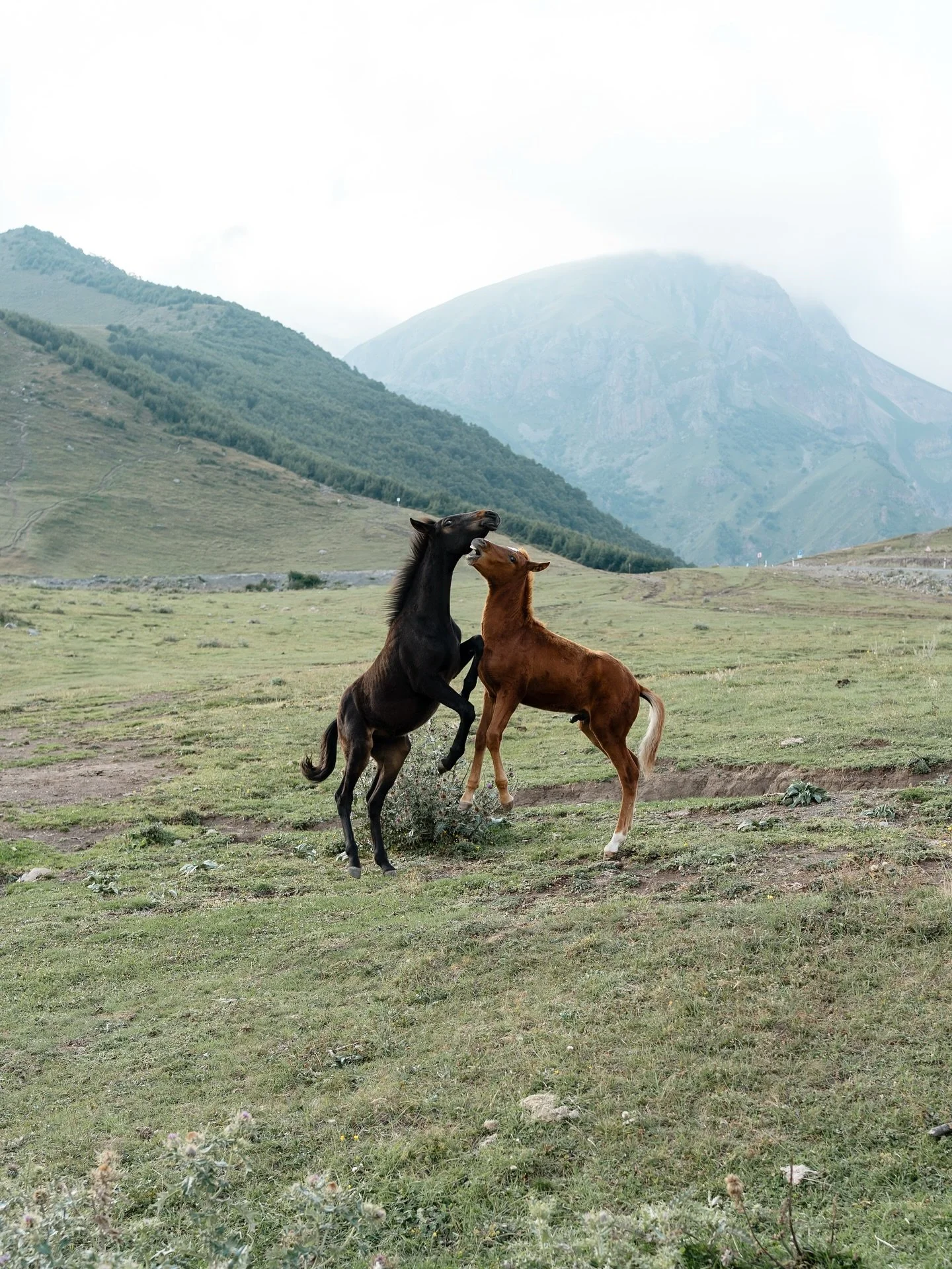 Retrieving from the archives, a few scenes from an early morning in the Georgian mountains. My love for photography started with nature and wildlife long before people became my focus. Although not as often now, I enjoy bringing my camera with me on 