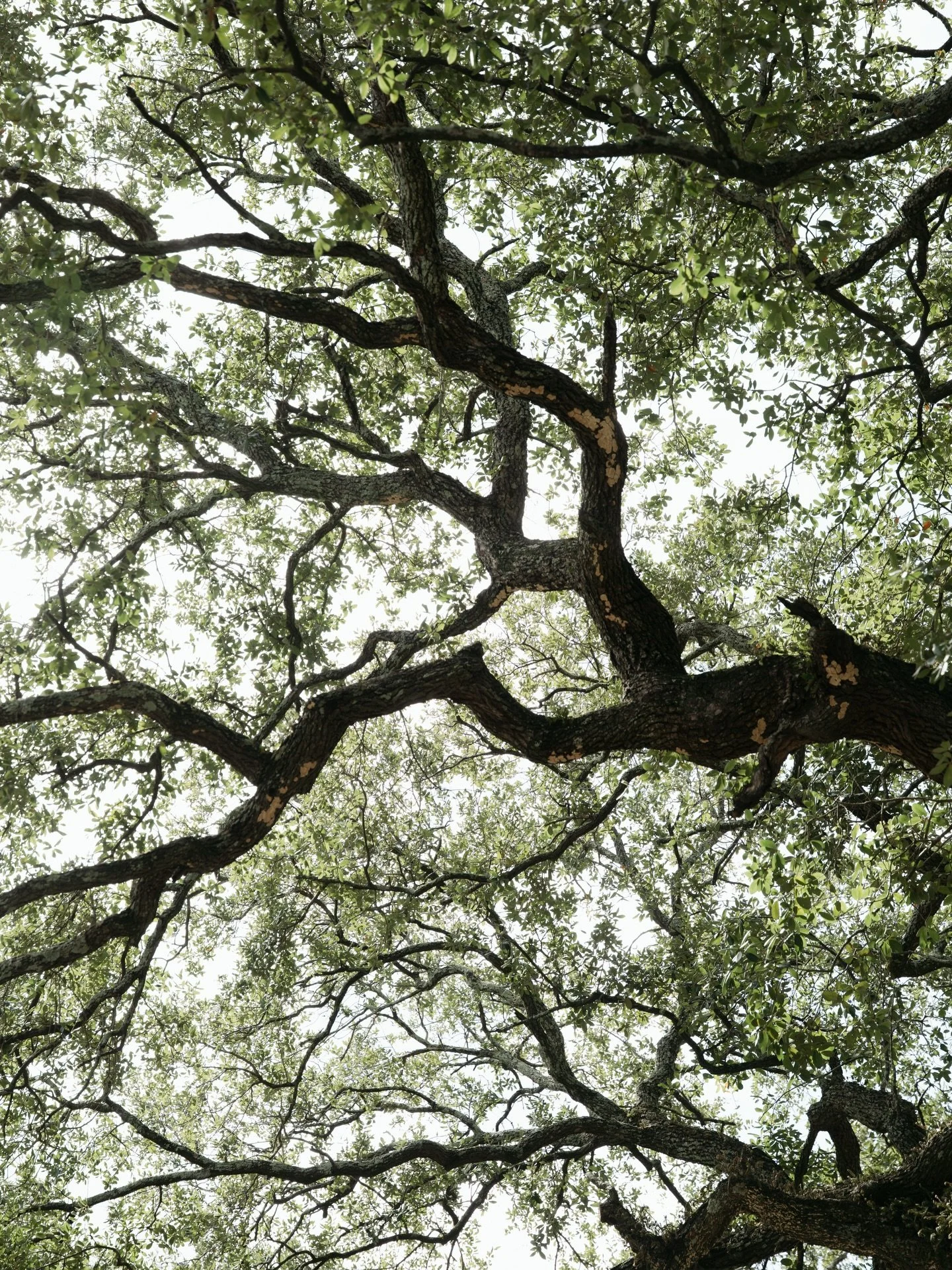 I photographed these enchanting trees during an elopement this past October. Draped in soft veils of moss, their winding branches feel as though they&rsquo;ve been lifted from a fairytale&mdash;guardians of a secret realm where nymphs and fairies lin