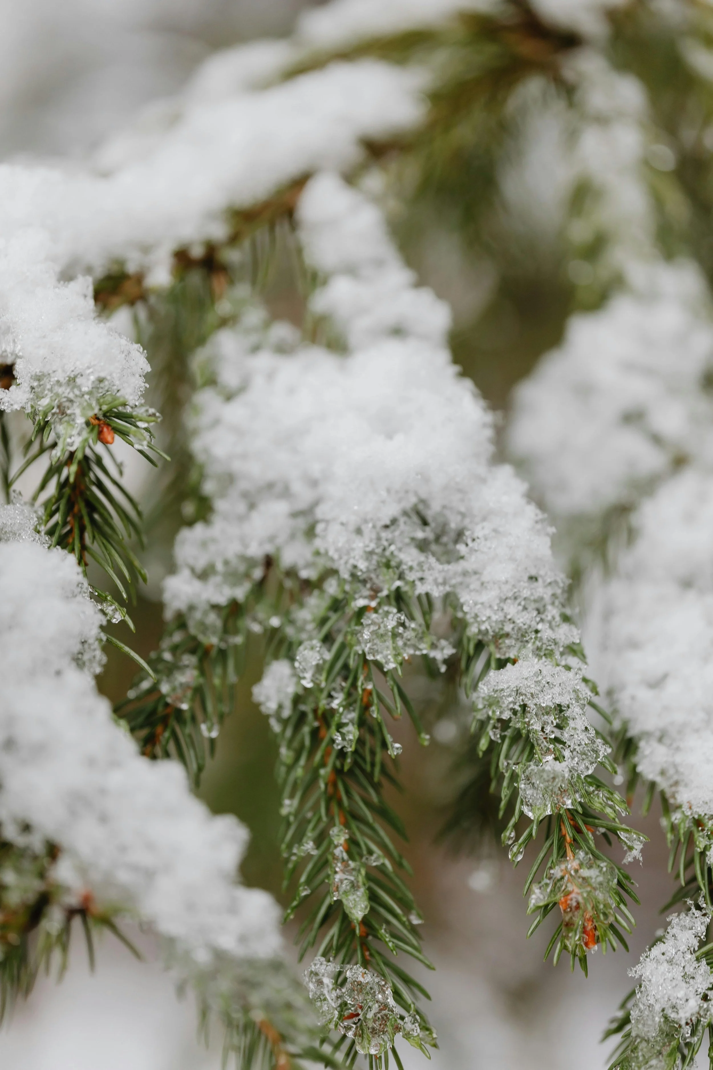winter snow on pine leaves