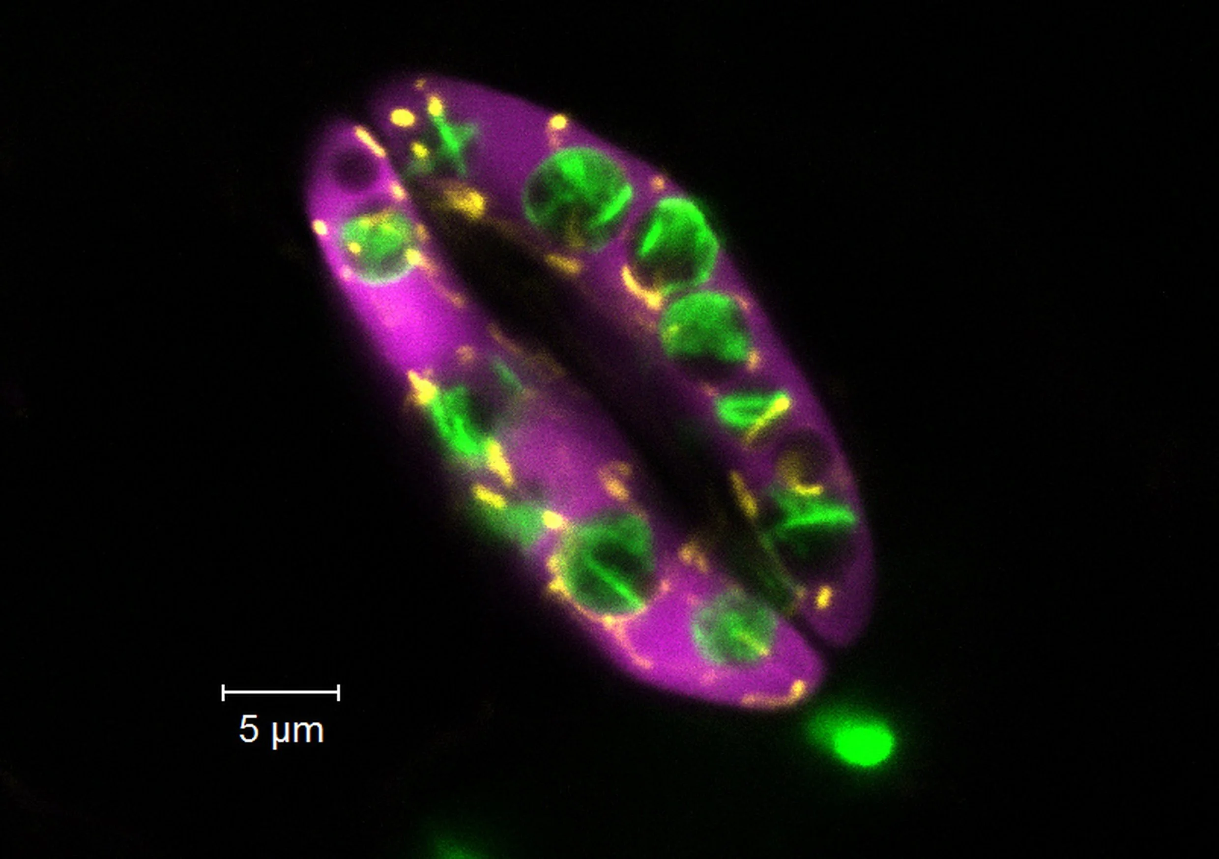 These are two Arabidopsis guard cells, with their cytosol in magenta, mitochondria in yellow, and chlorophyll autofluorescence in green. Guard cells form the stomata pore, a microscopic opening on the surface of leaves and stems. This is the main sit