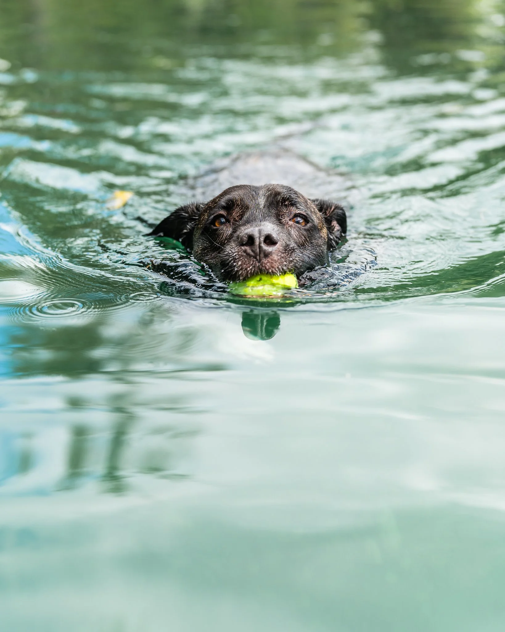 pupswimming.jpg