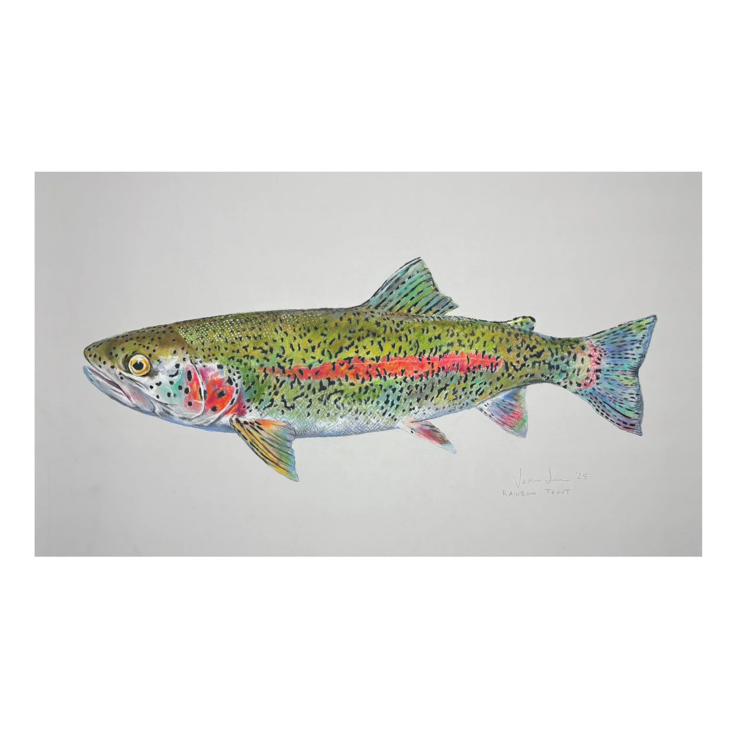 Rainbow Trout, 22.5" x 14" Chalk pastel