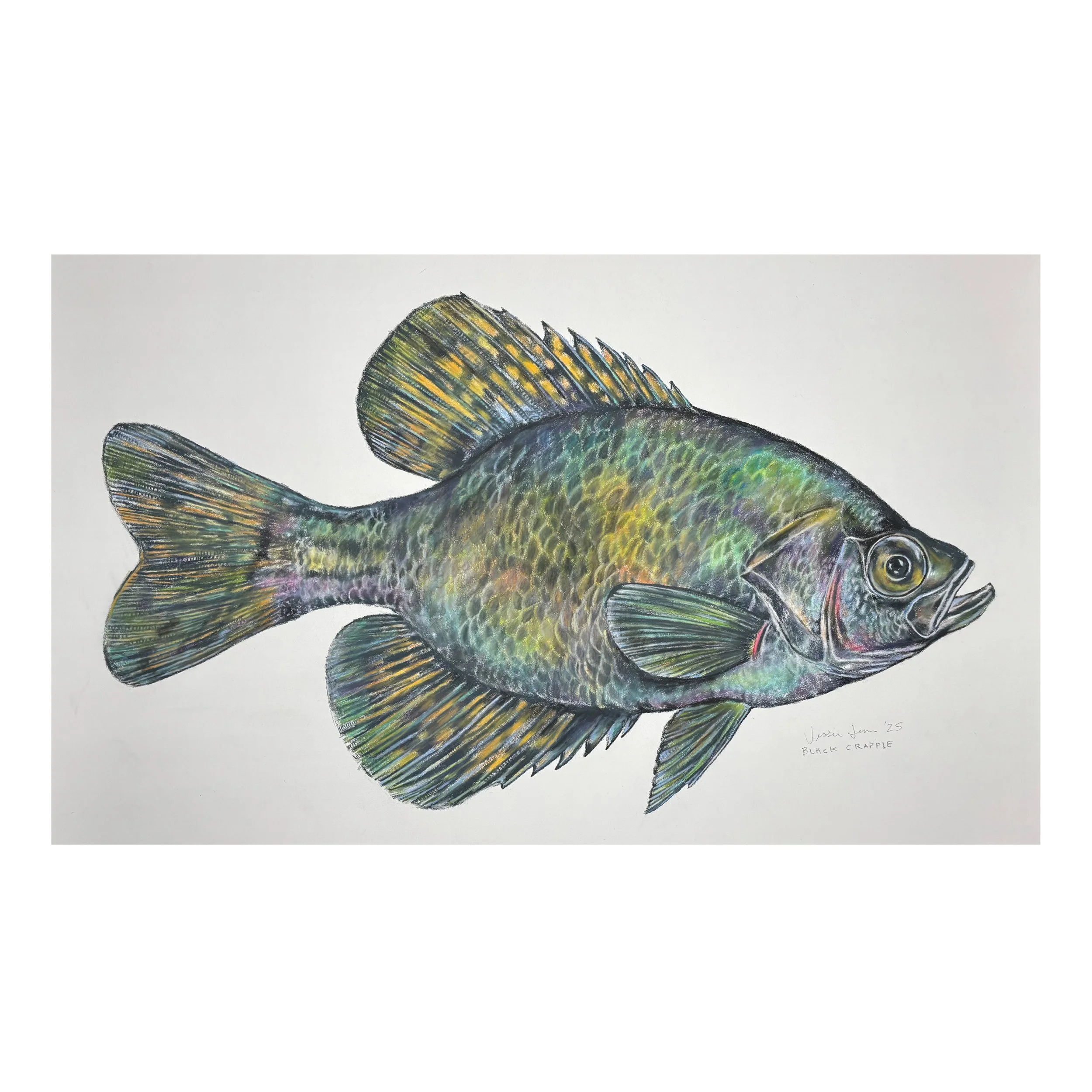 Black Crappie.jpg
