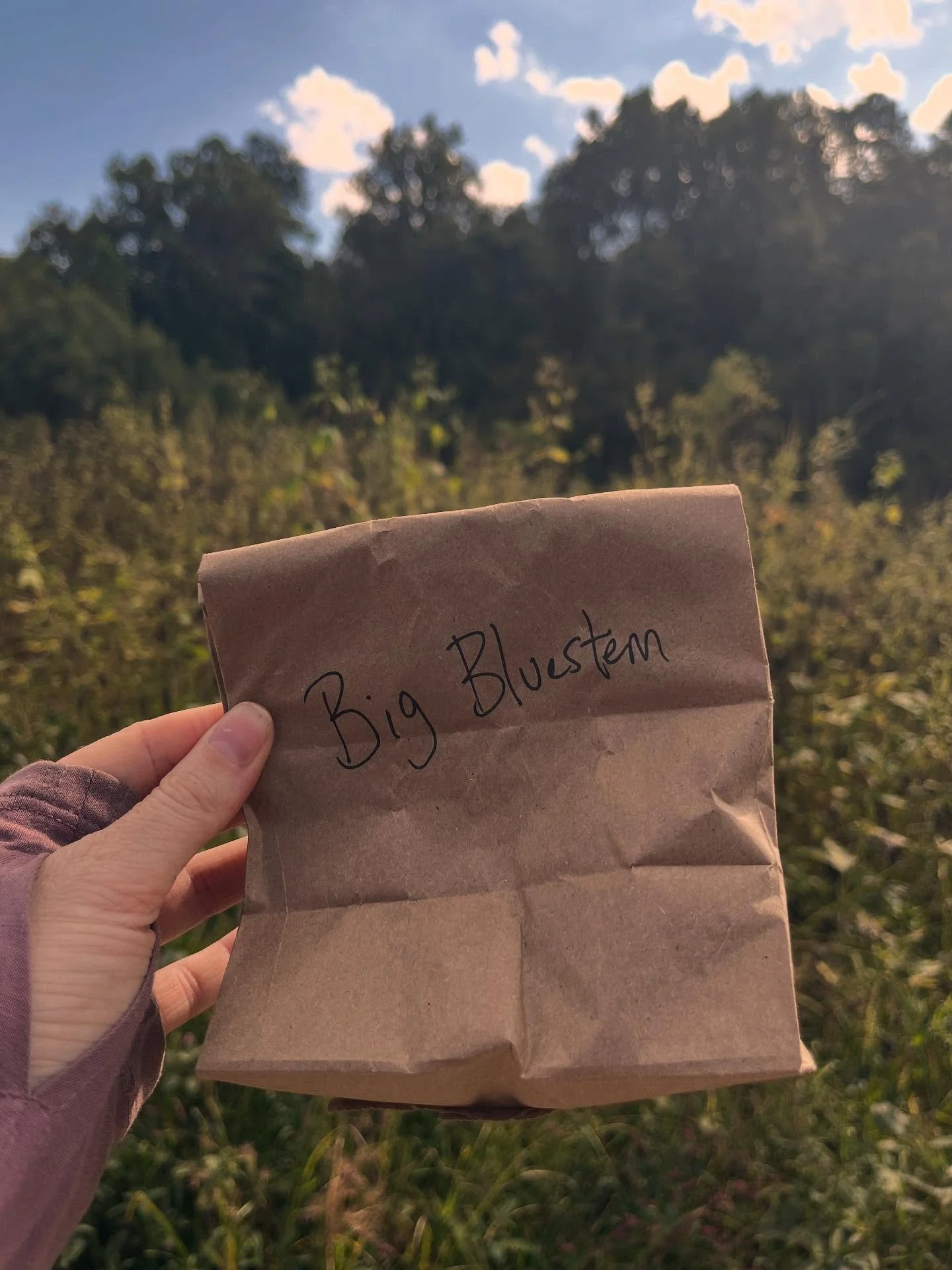 Collecting big bluestem seeds for @sycamorelandtrust. The team with this accredited land trust are leading MULTIPLE seed collection events this fall, to plant on preserves throughout Southern Indiana. 

🌱 Big bluestem is an iconic tall grass that ca