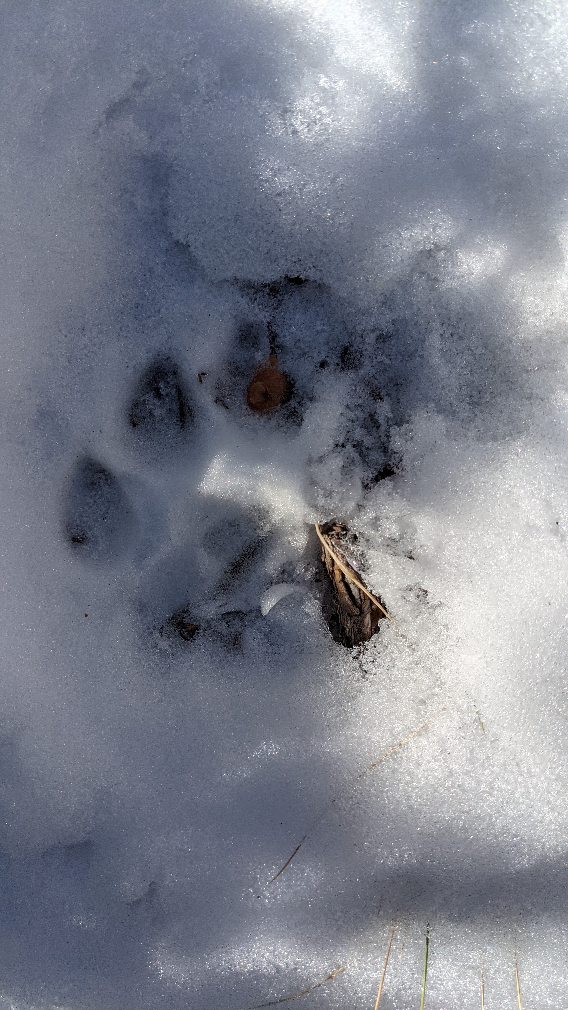 Cat Track!!!