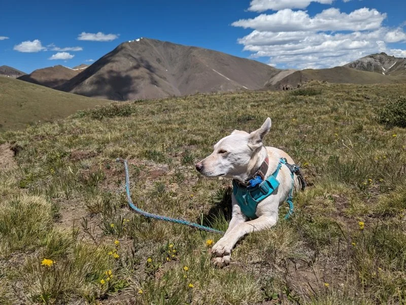 Kaiah enjoying the tundra