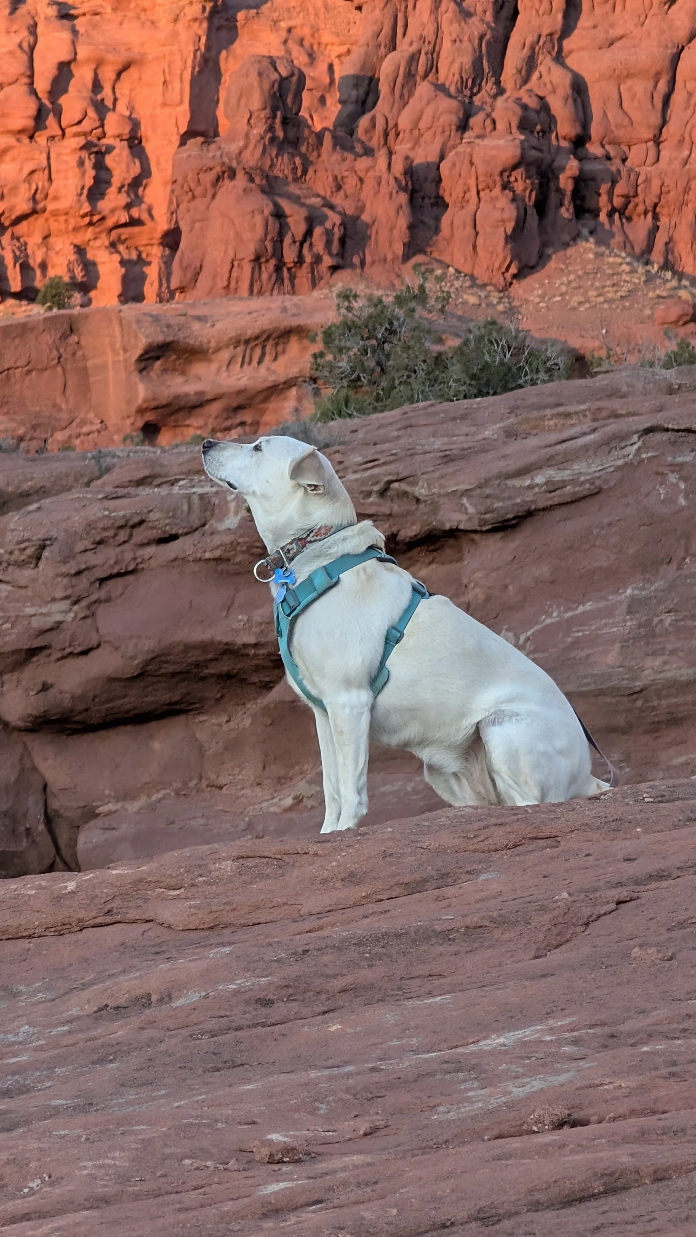 Kaiah patiently waiting for a treat!