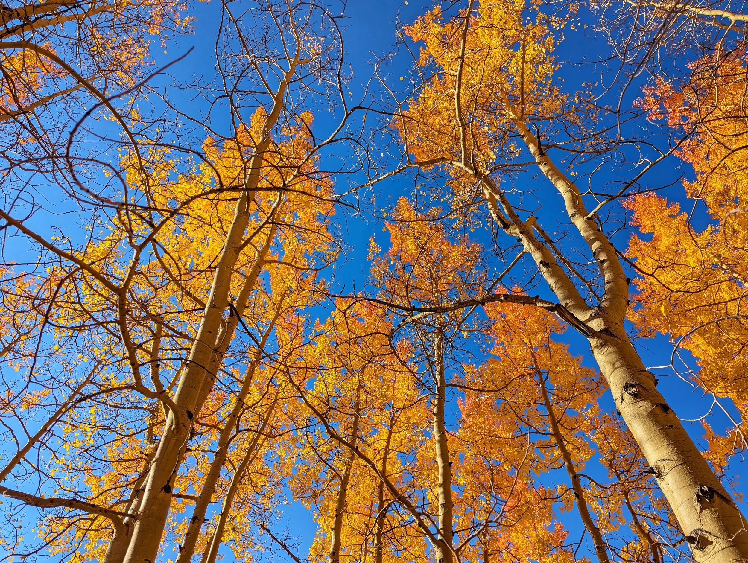 Yup. The sign of the times! Fall is here. 