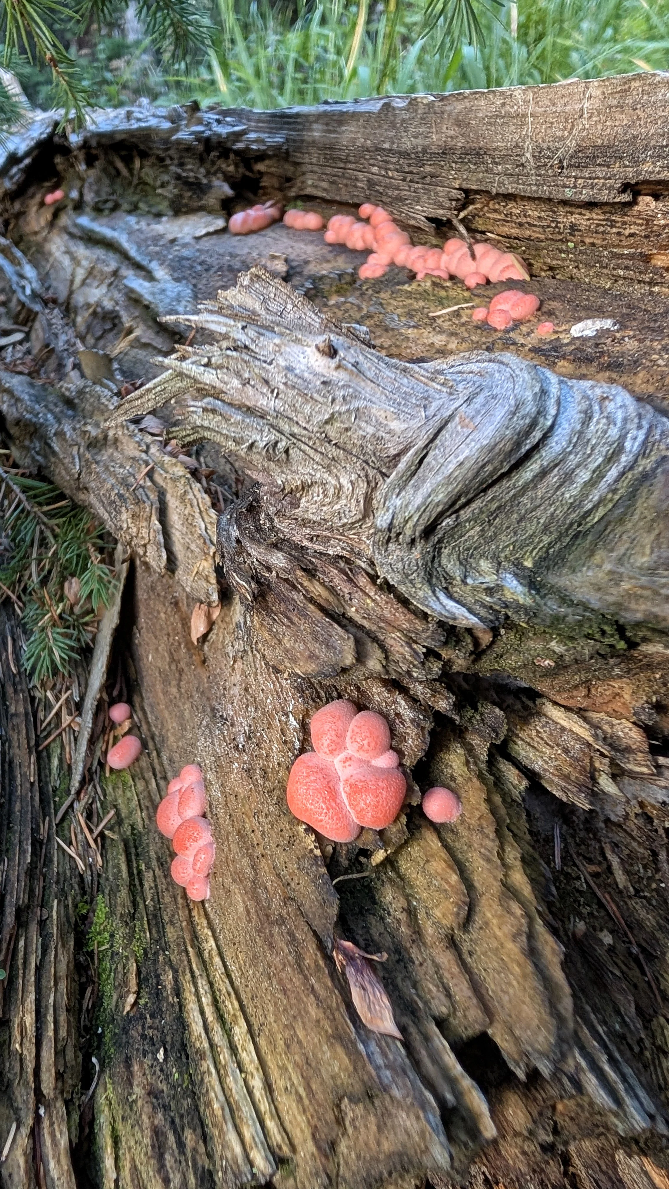Wolf's Milk. This is a slime mold (NOT a fungus/mushroom). It's not toxic, that people know of, but it's also not edible. Lycogala epidendrum