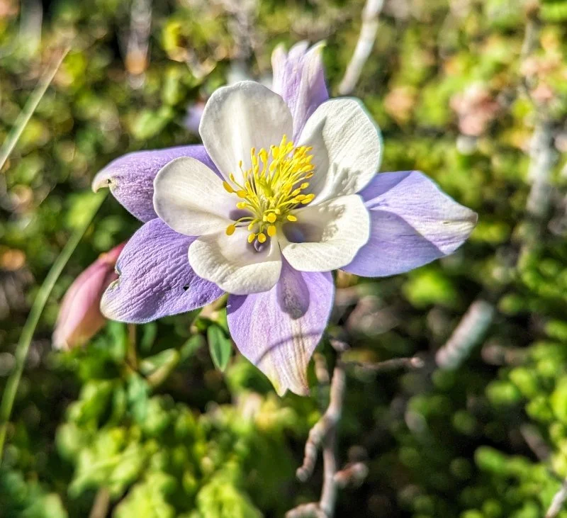 Columbine