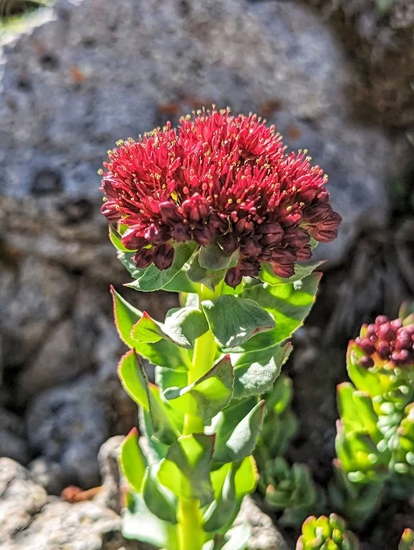 King's Crown