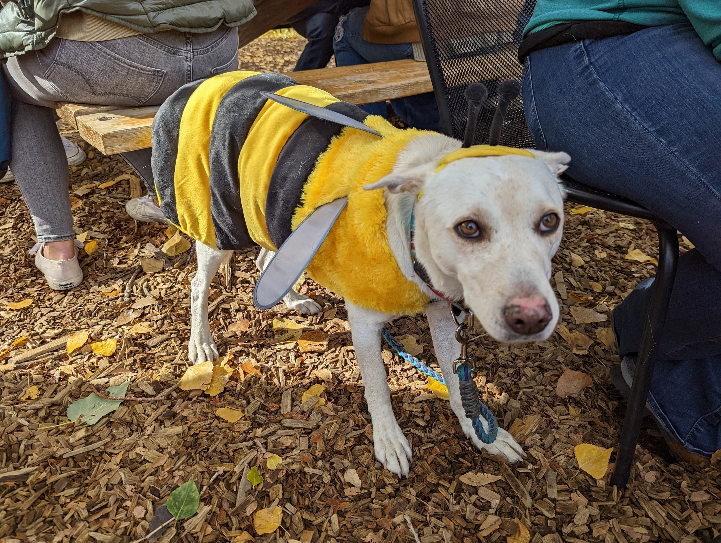 A bee-dog!! At Big B's annual Fall Harvest Festival