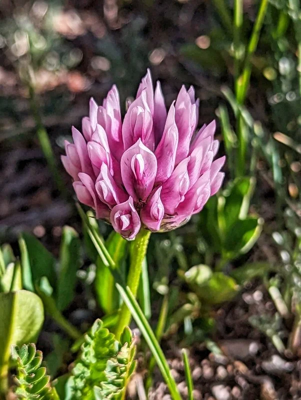 Purple Clover (sub-variant)