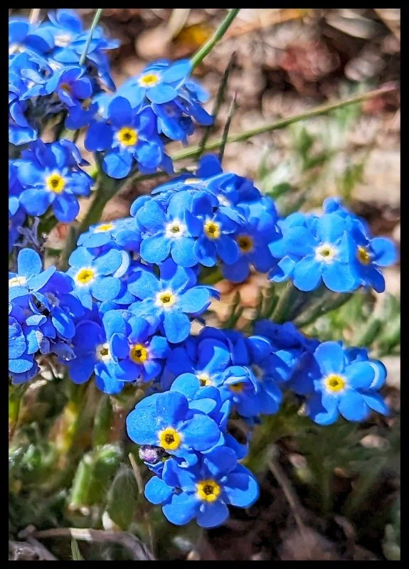 Alpine Forget-Me-Nots