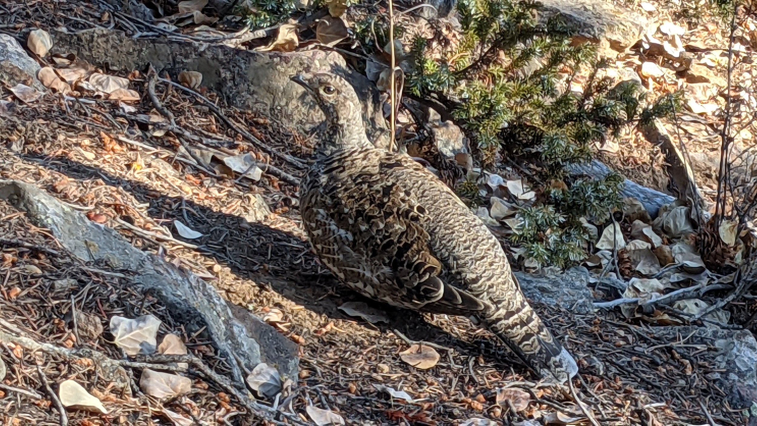 Mountain Grouse