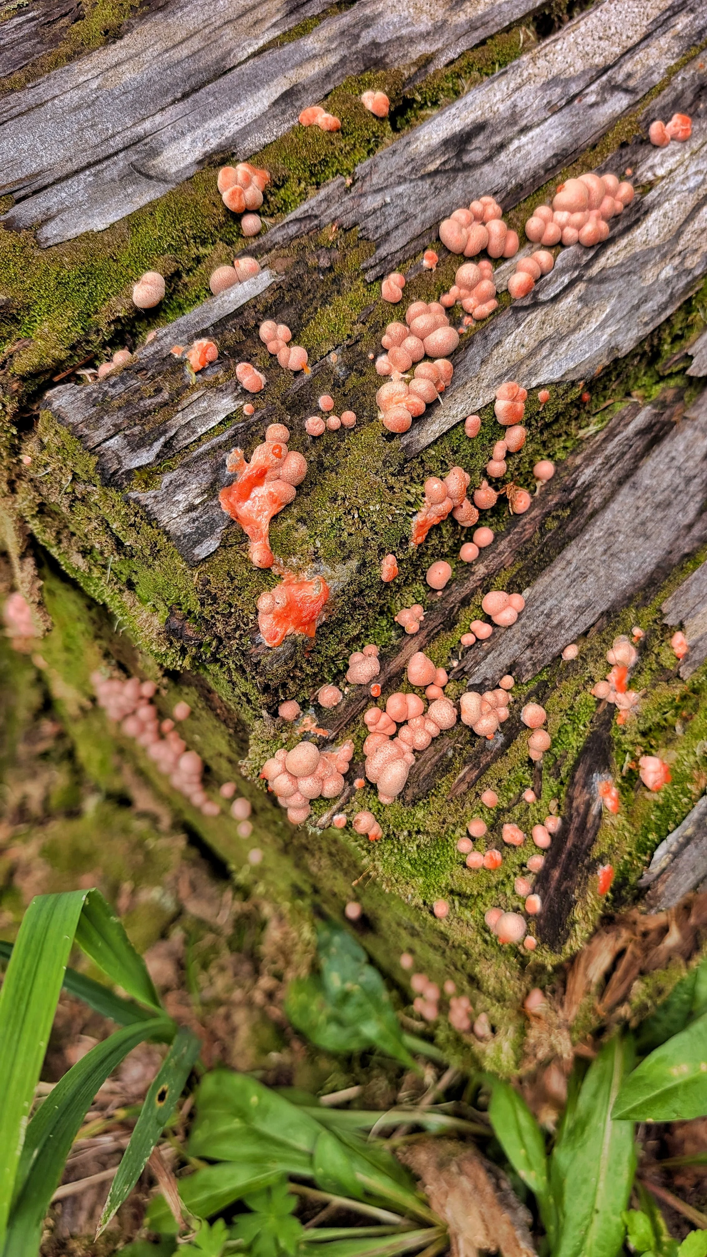 Wolf's Milk. This is a slime mold (NOT a fungus/mushroom). It's not toxic, that people know of, but it's also not edible. Lycogala epidendrum