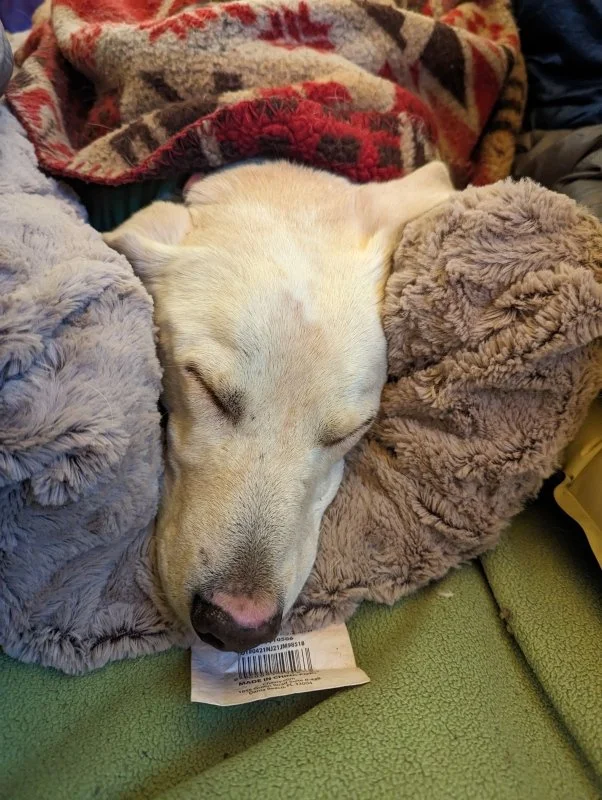 A tired doggo!