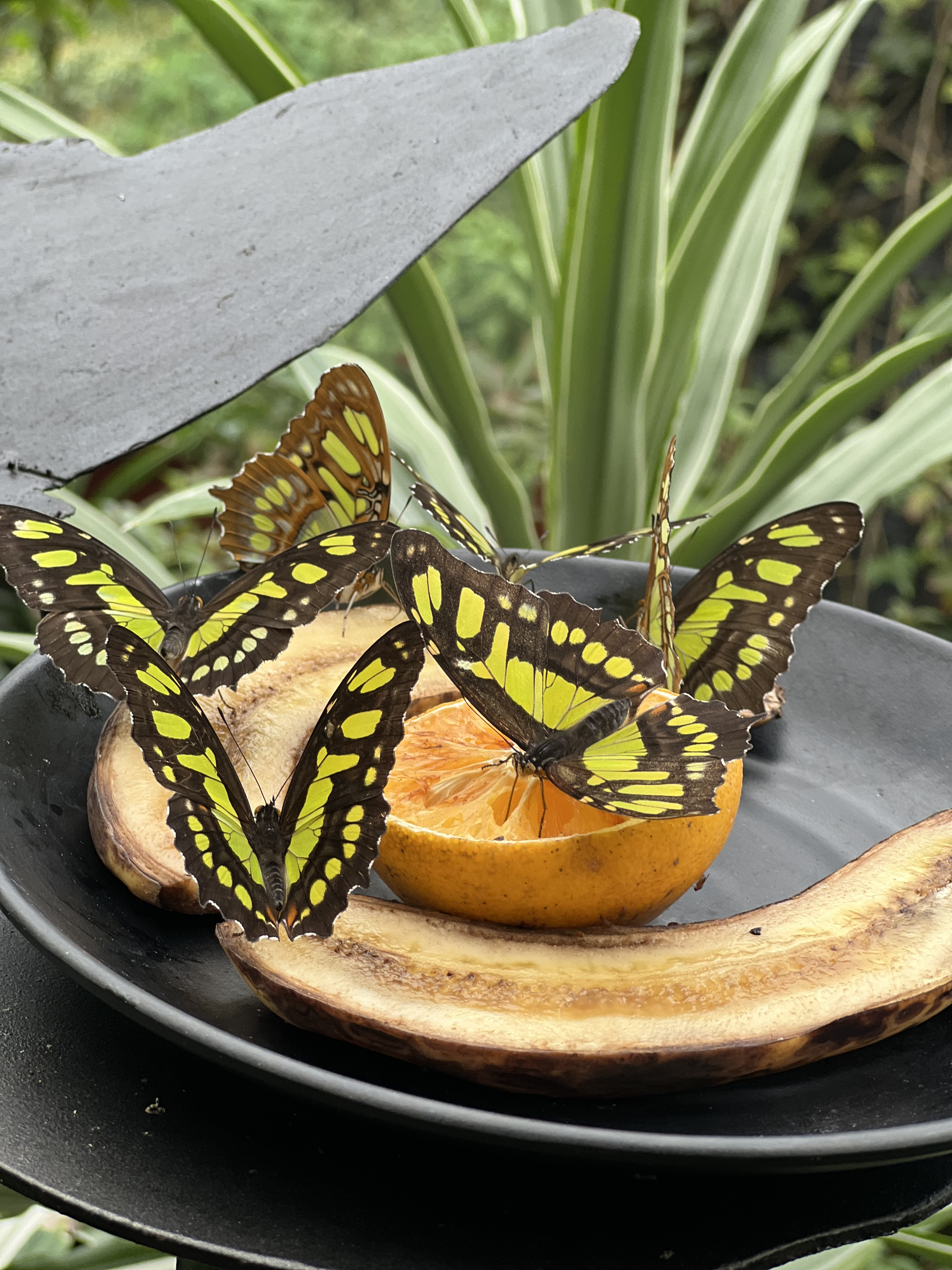 butterflies feeding on a slice of orange