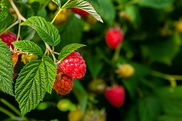6 Powerful Herbs to Increase Fertility Naturally