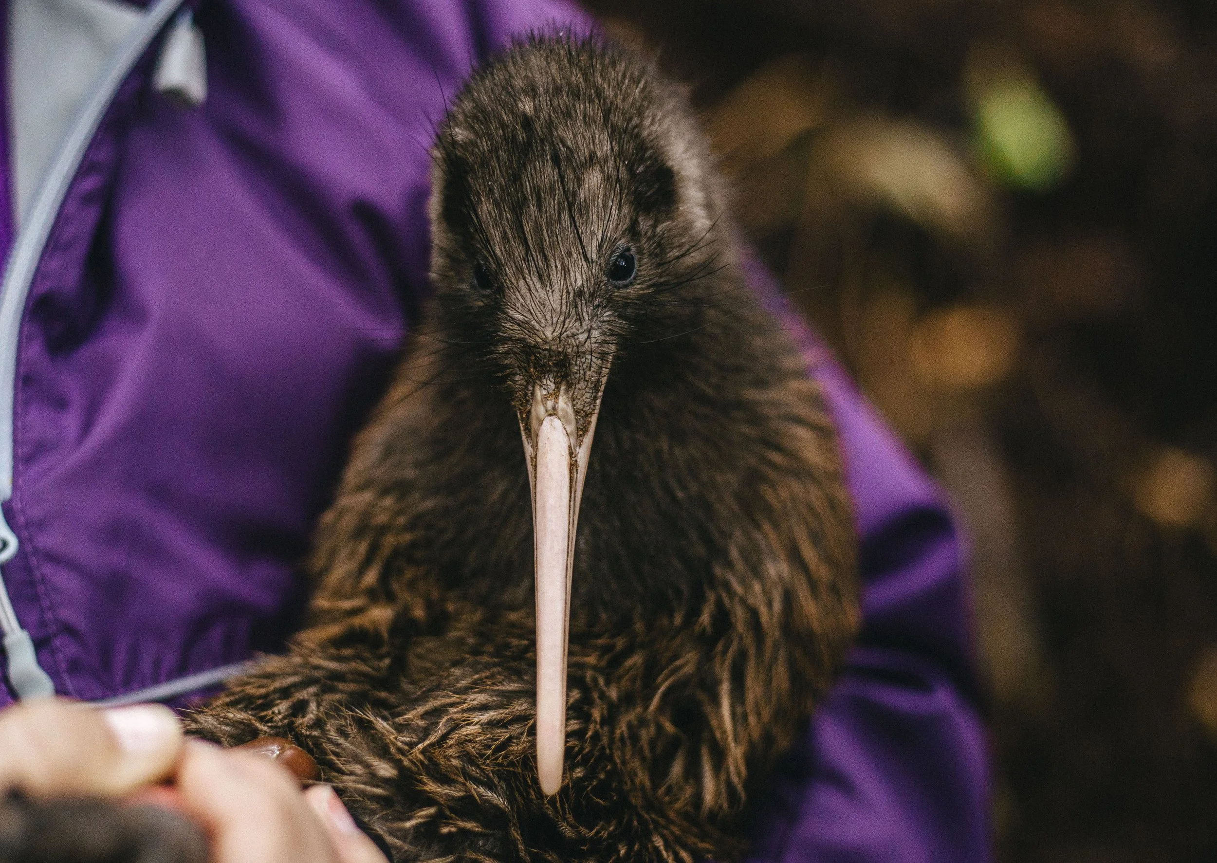 SaveTheKiwi_2.jpg
