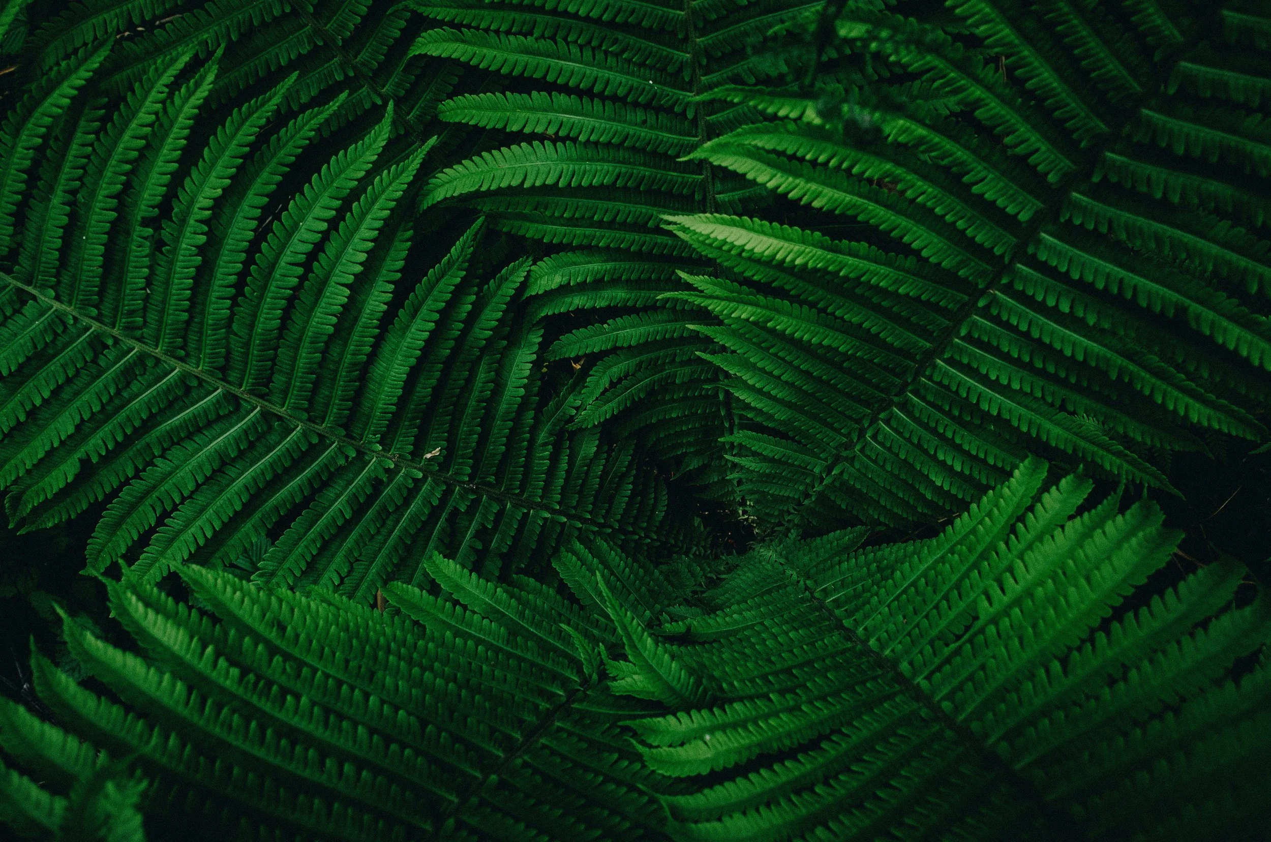 daniil-silantev-F6Da4r2x5to-unsplash.jpg