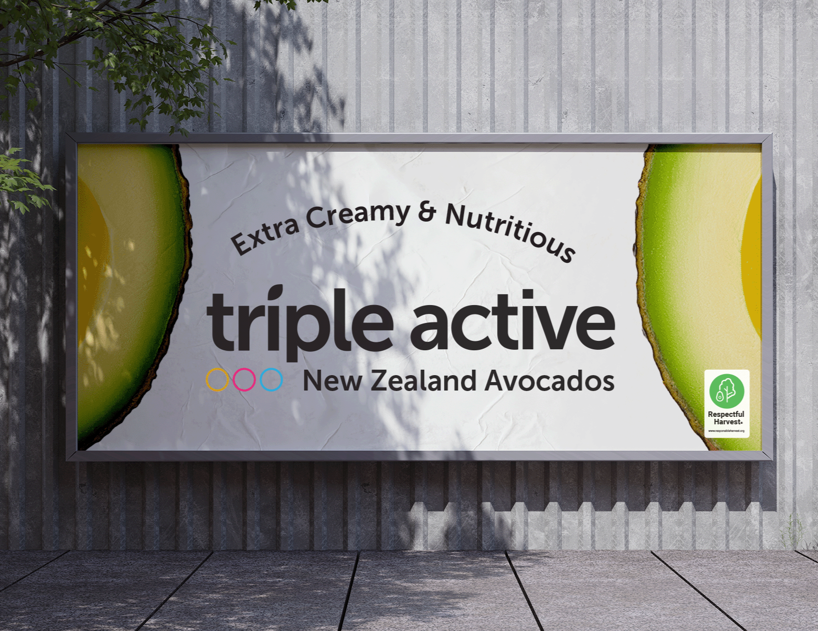 New Zealand Avocados