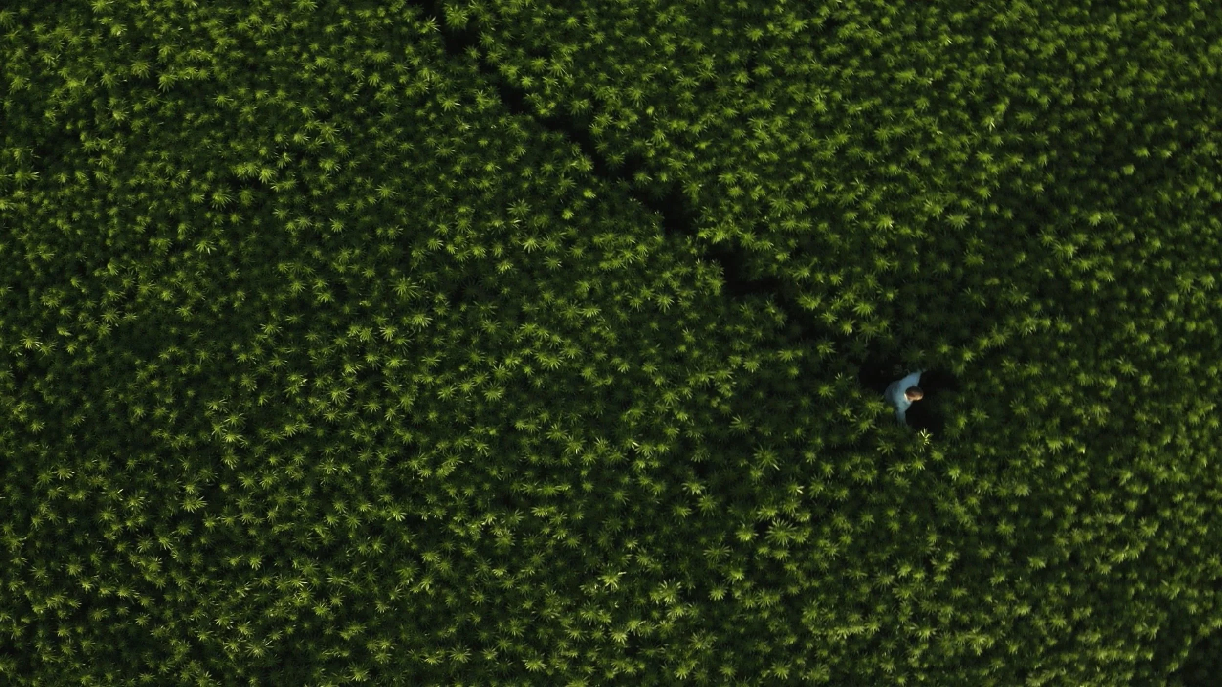 An aerial view of a dense green field with a person walking among the plants.