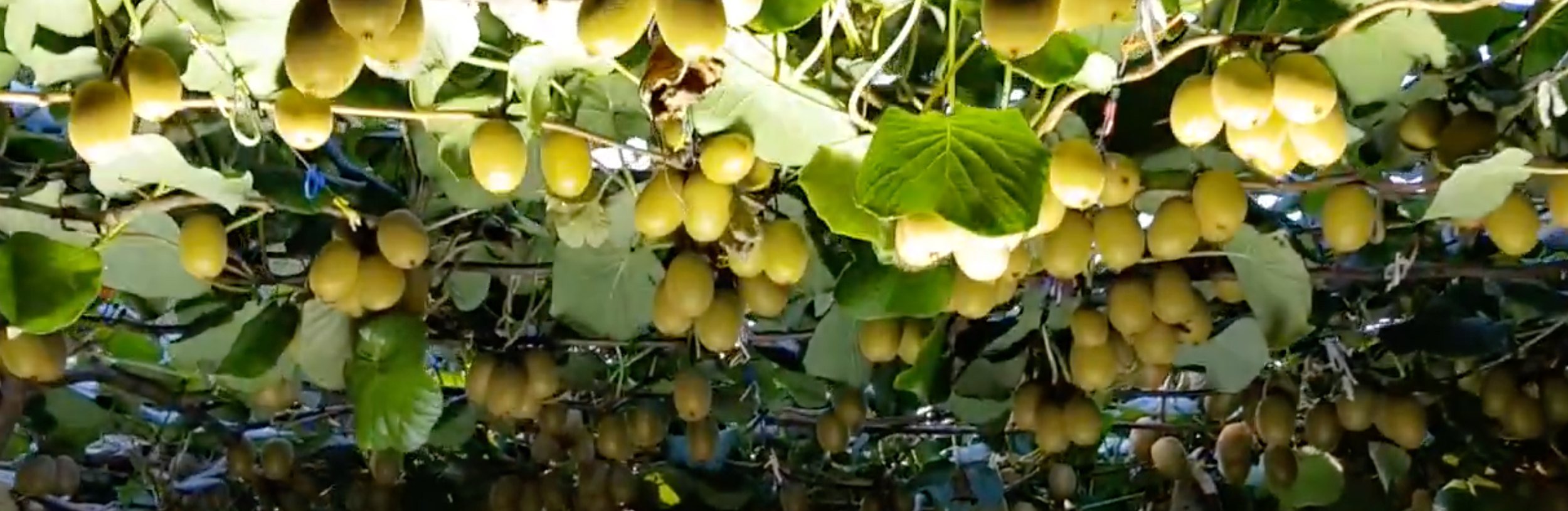 Close-up of a grapevine with numerous bunches of ripe yellow grapes hanging from the vine surrounded by green leaves.