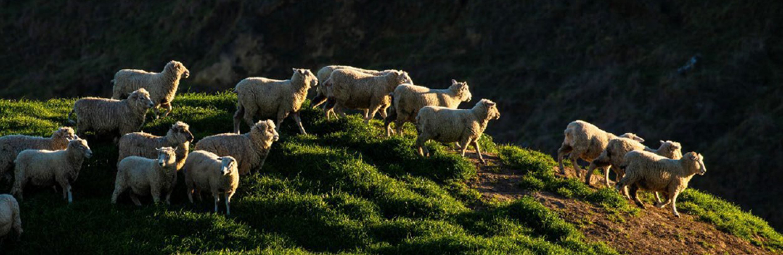 A flock of sheep running on a grassy hillside during sunset.
