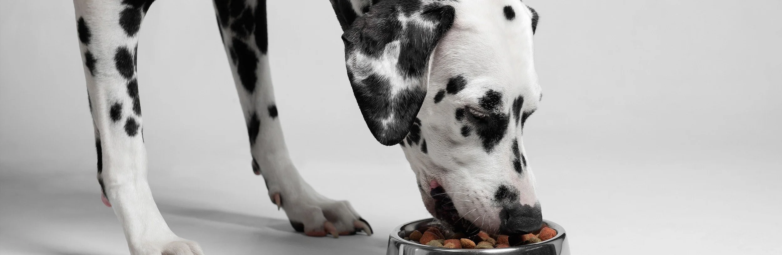 Dalmatian dog eating from a metal bowl filled with dry dog food against a plain light gray background.