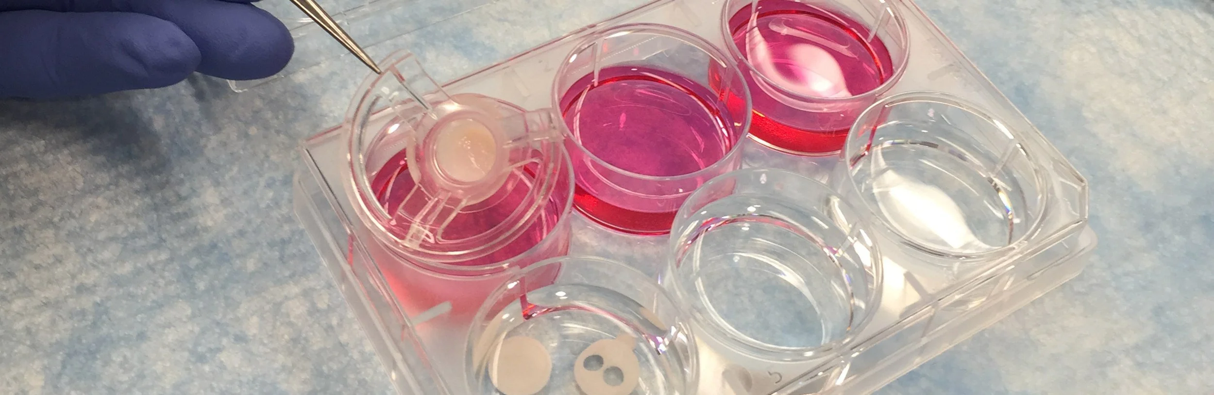A scientist's hand with blue gloves is using a pipette to transfer liquid into a well of a multi-well plate containing pink and clear liquids.