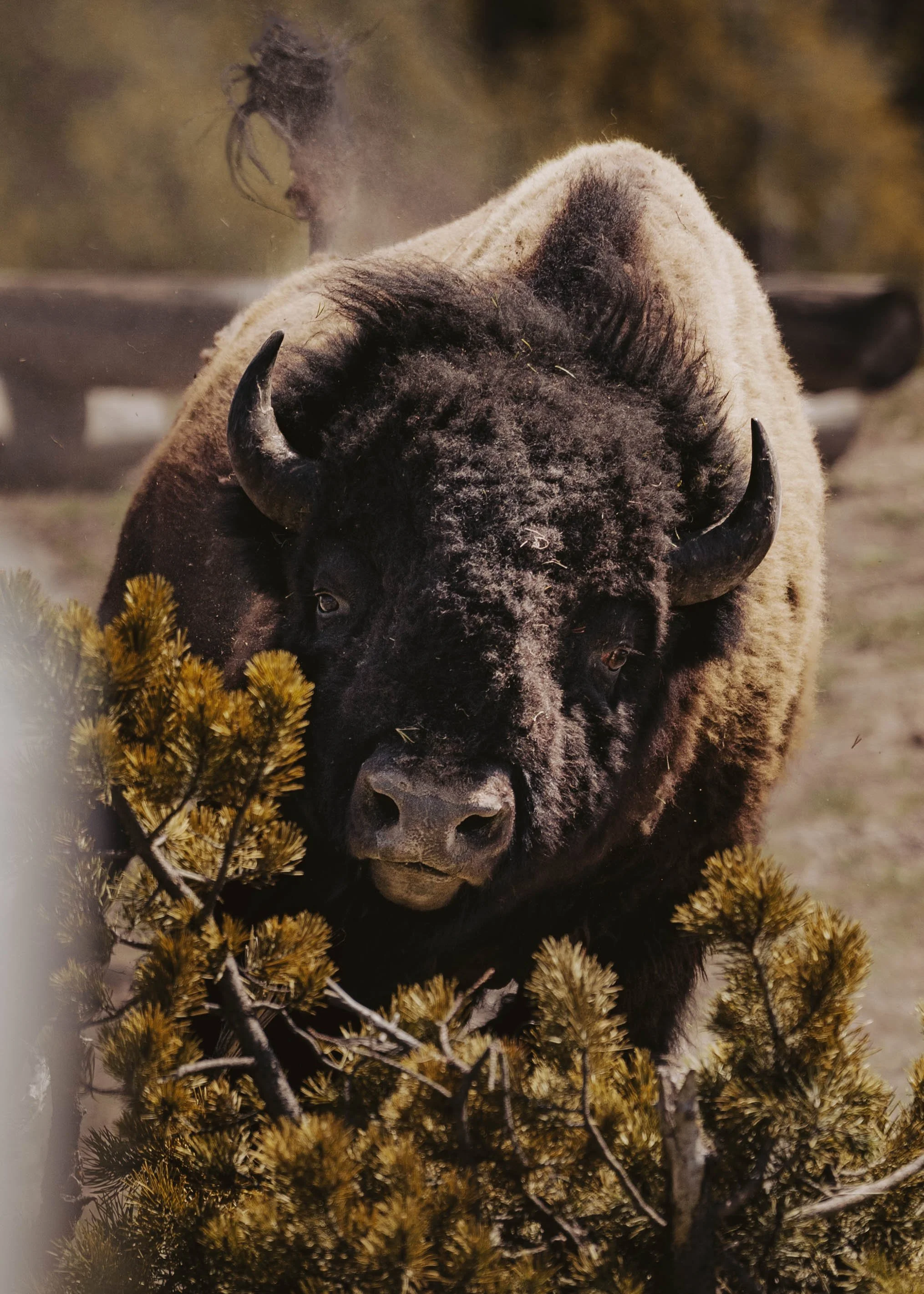 YELLOWSTONE-12.jpg