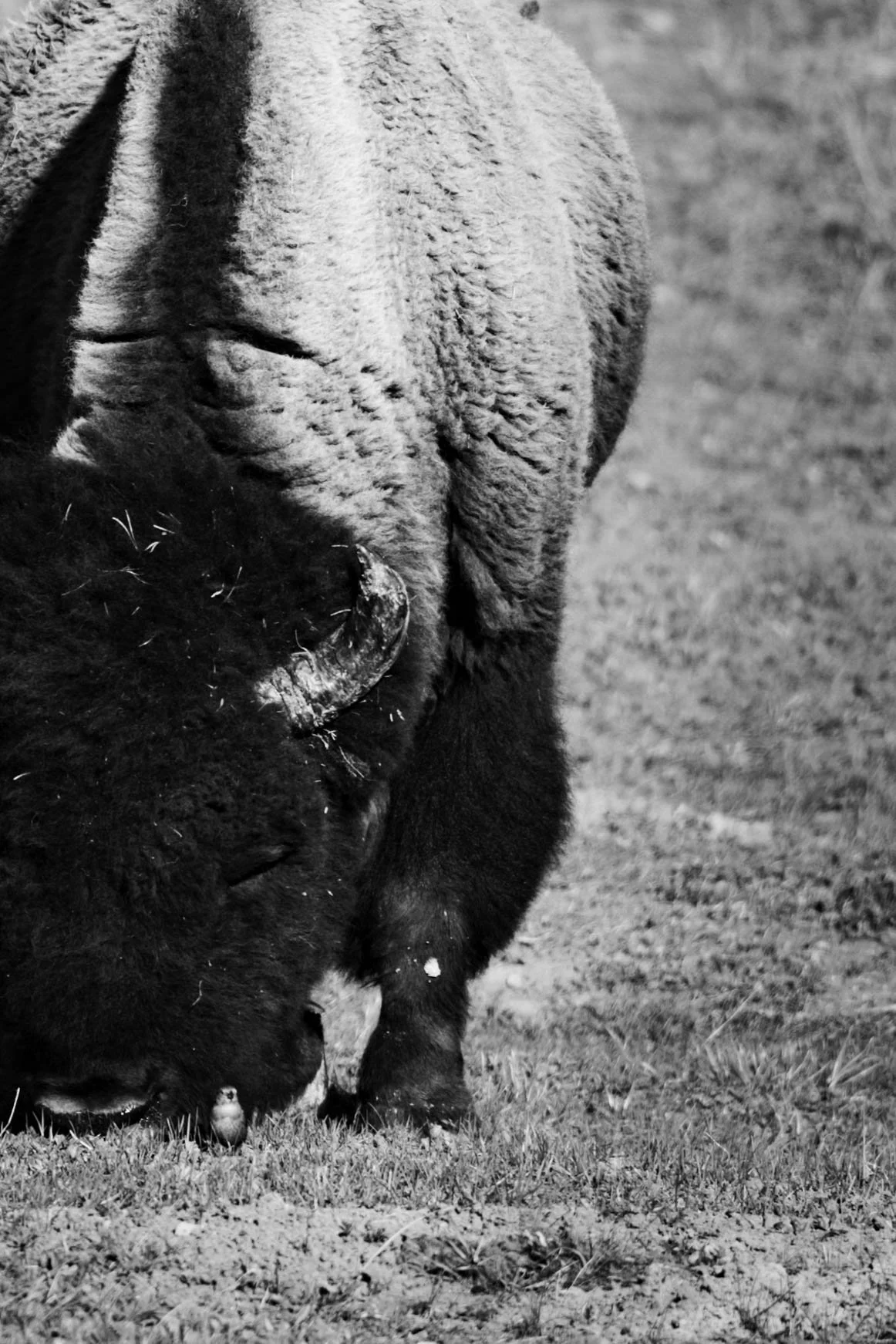 AM_Yellowstone-5.jpg