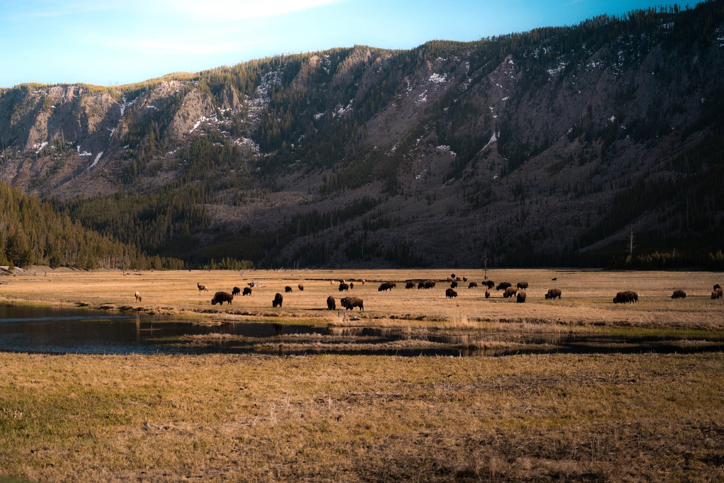 AM_Yellowstone.jpg