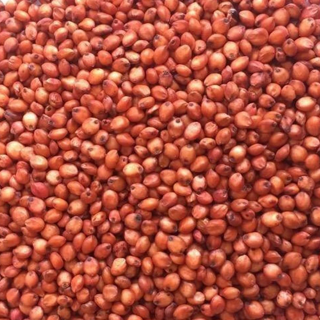 SSS sorghum seed