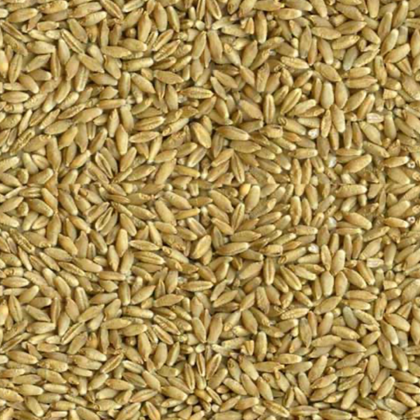 triticale seed