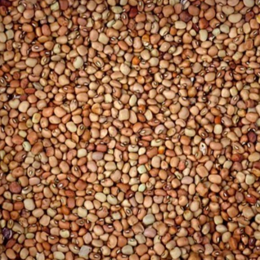 Cow Pea seed