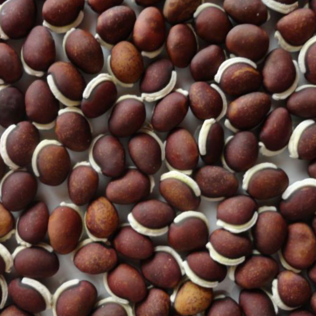 Lab Lab seed