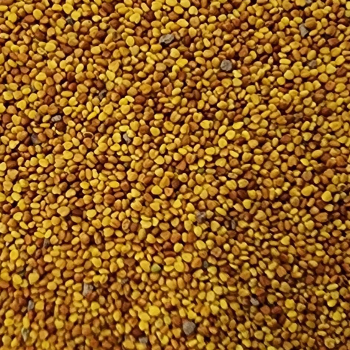 White clover seed