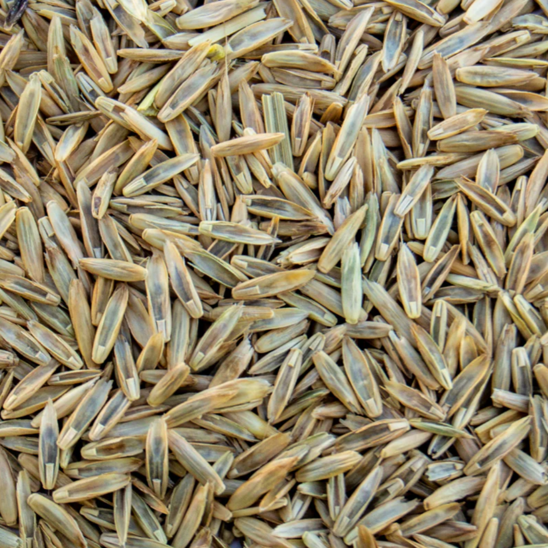 Italian Ryegrass seed