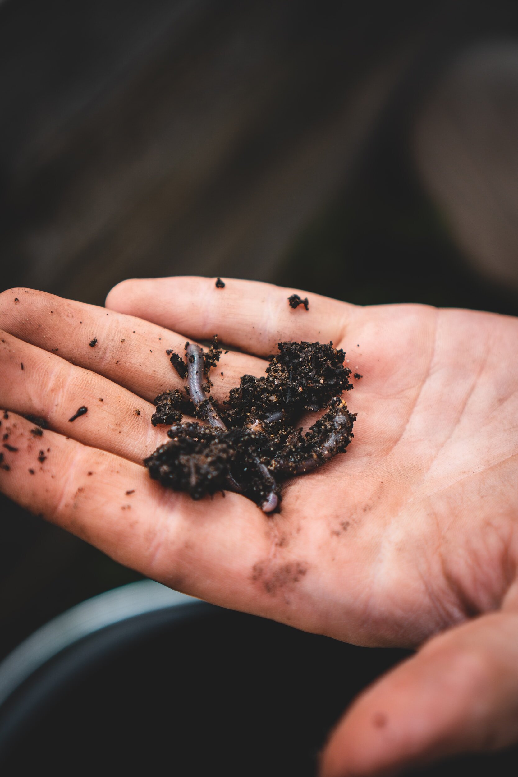 NutriSoil Worm Festival