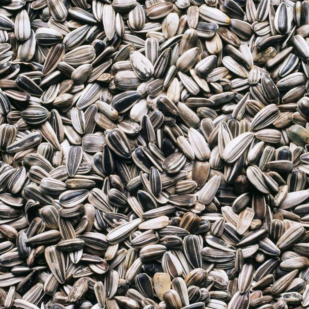 Sunflower seed
