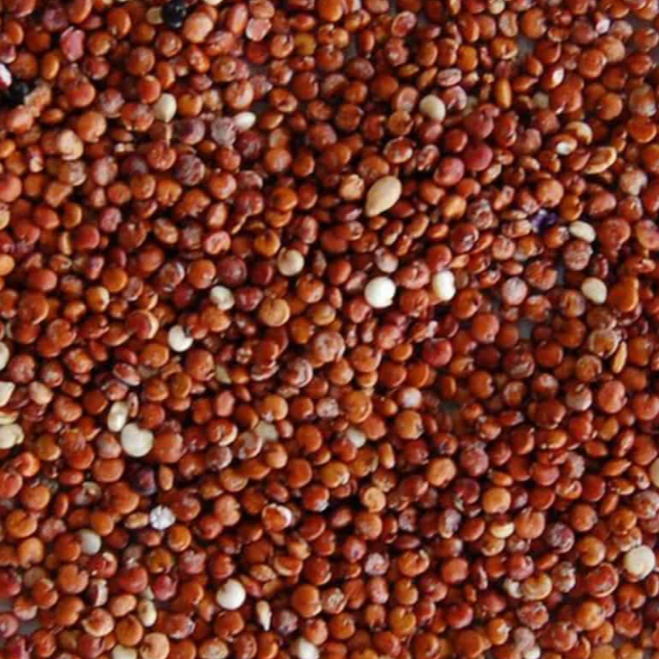 Quinoa seed
