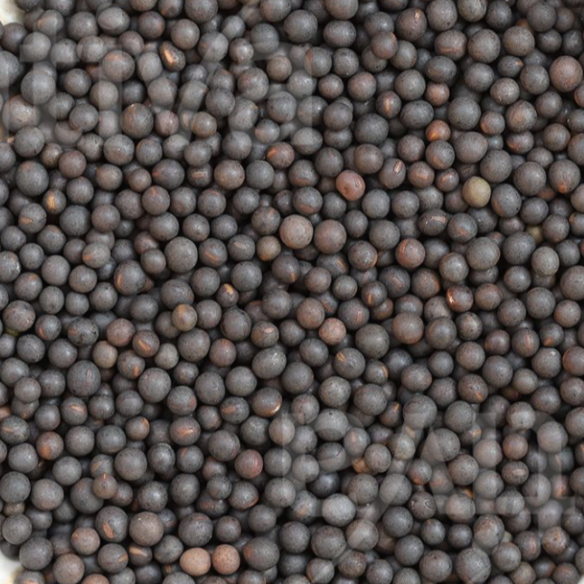 Hairy vetch seed
