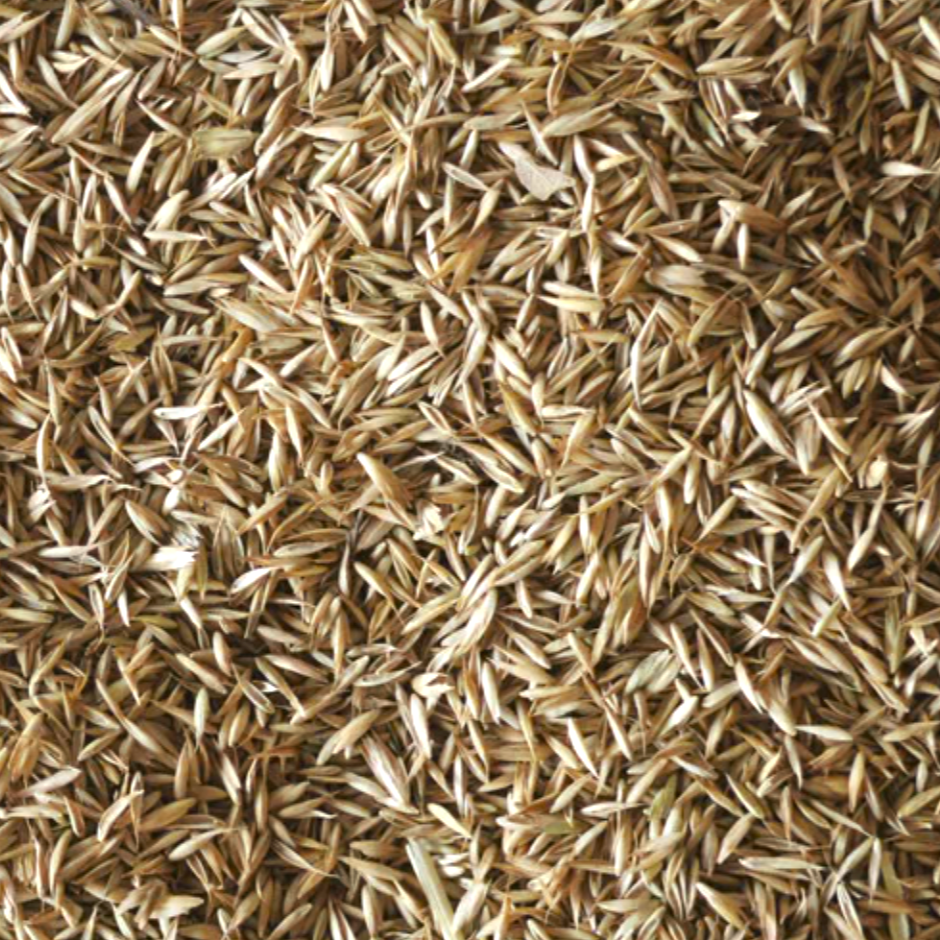 Cocksfoot seed