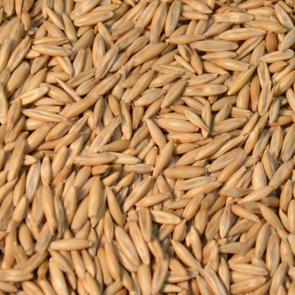 forage oats seed